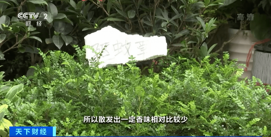捕蝇草、驱蚊草…各类防蚊植物受追捧！专家提醒：效果有限